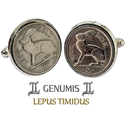 Lepus Timidus